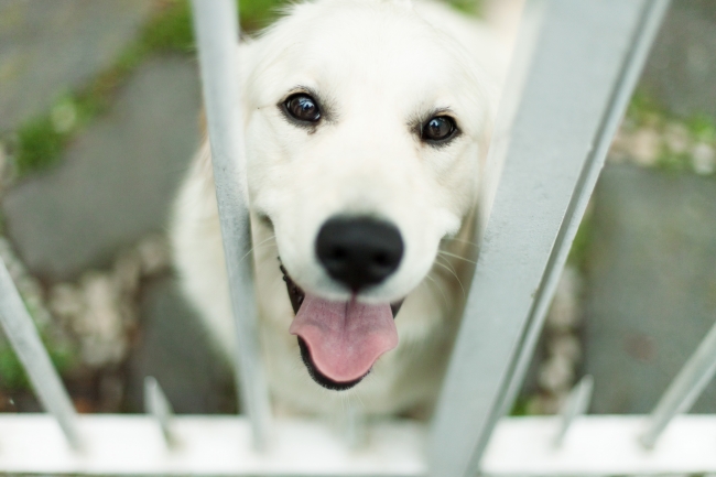 Kamarádi a pomocníci k nezaplacení: vše o asistenčních psech