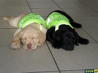 Štěňata budoucích slepeckých psů by měla nosit odlišující vesty, aby byla okolím respektována i tam, kam psi nesmějí (foto: © Sředisko výcviku vodicích psů; www.vodicipsi.cz